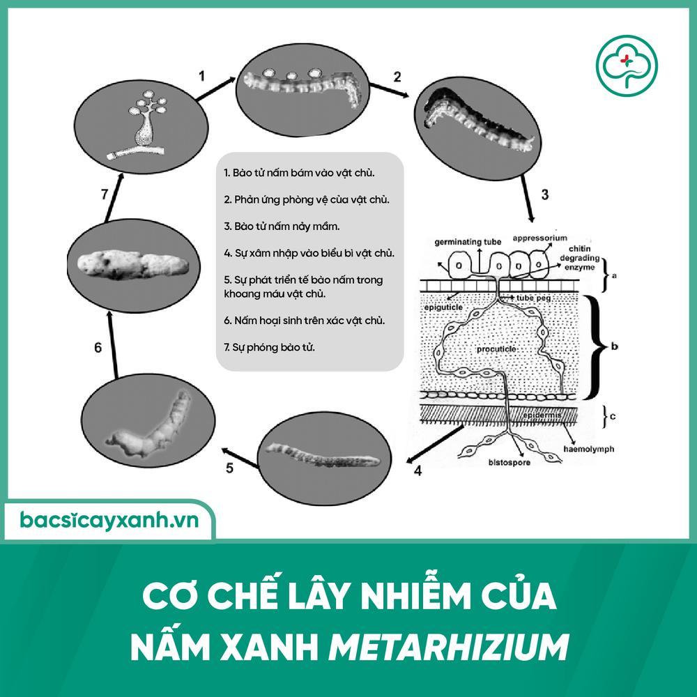 Cơ chế nấm xanh lây nhiễm côn trùng